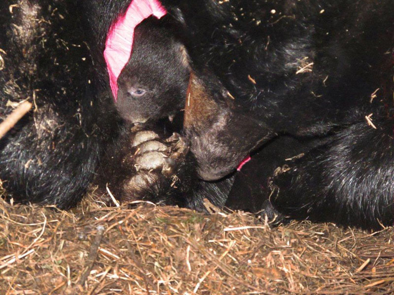 Juliet's cub with eyes open! - Feb 25, 2012