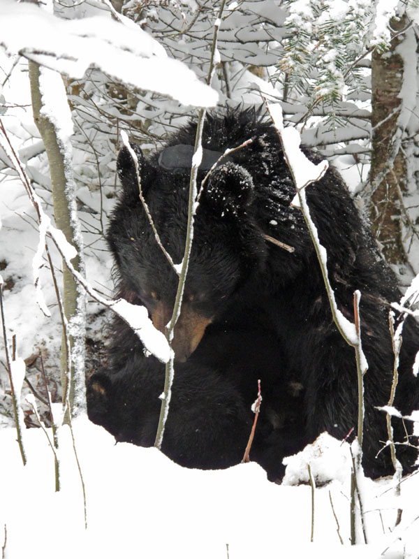 Juliet and cubs in their snowy bed under a balsam - April 16, 2012