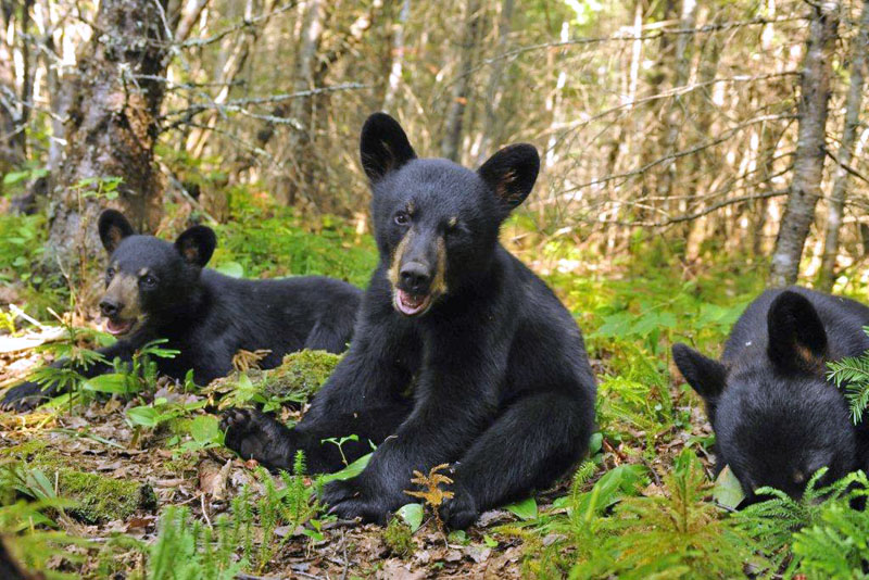 Juliet's cubs - July 17, 2012