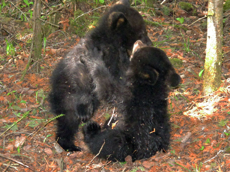 Juliet's cubs playing - May 9, 2012