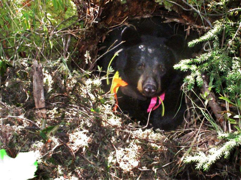 Juliet_in_den_9-19-11