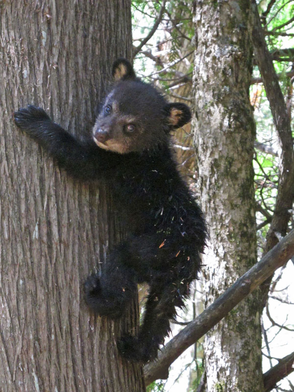 Juliet's cub Sybil - May 9, 2012