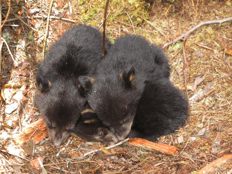 Juliets cubs sleeping - April 8, 2012