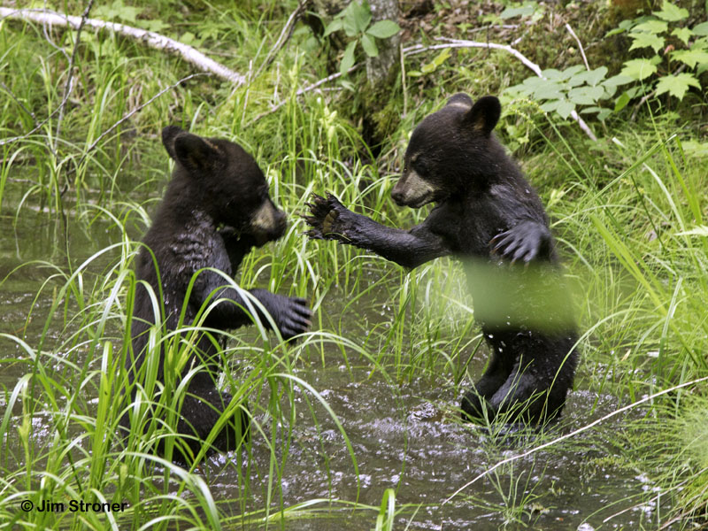 Sam and Sophie play in the water - June 19, 2012