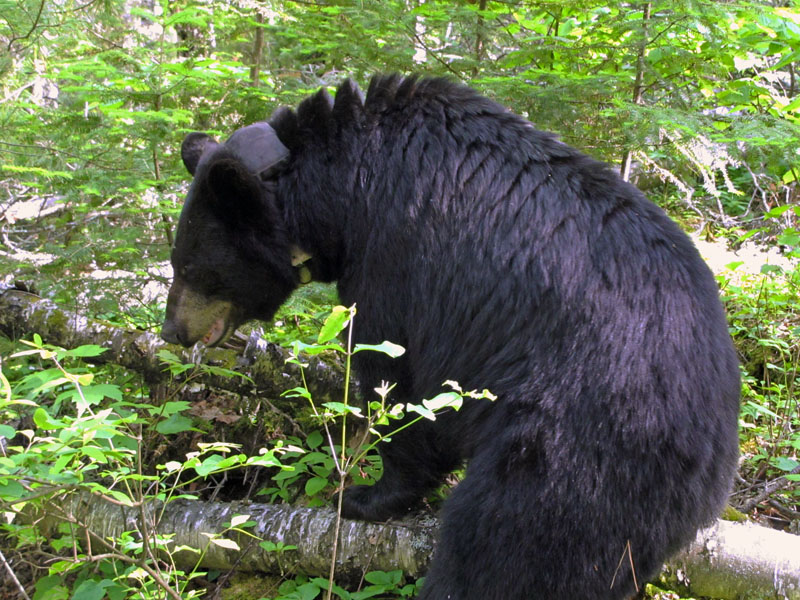 June sitting on log - June 7, 2012