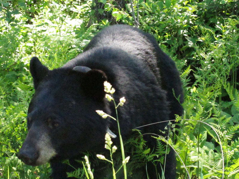 June has no time to pose for a picture! - June 13, 2012