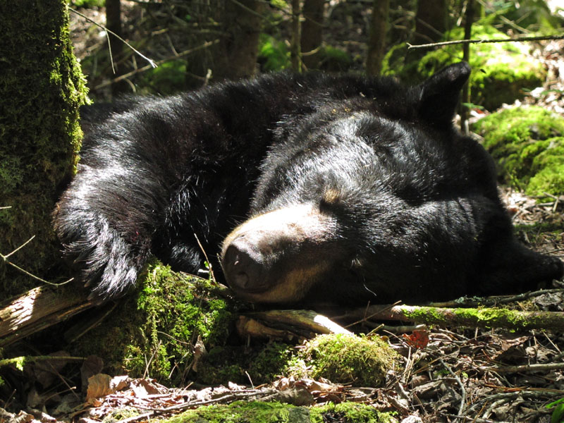 June sleeps soundly - June 22, 2012