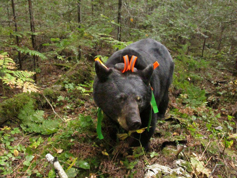 June 'bedecked' - Aug 30, 2012