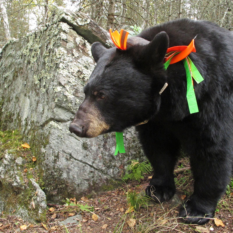 June outside her den - Sept 11, 2012