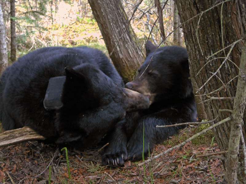 June and Aspen tongue-licking - May 15, 2012
