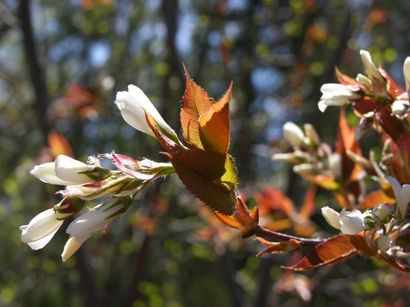 June_Berry_Blossom_sm