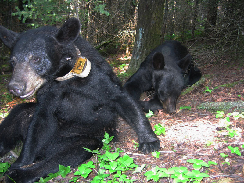 June and her brother Will - July 15, 2004