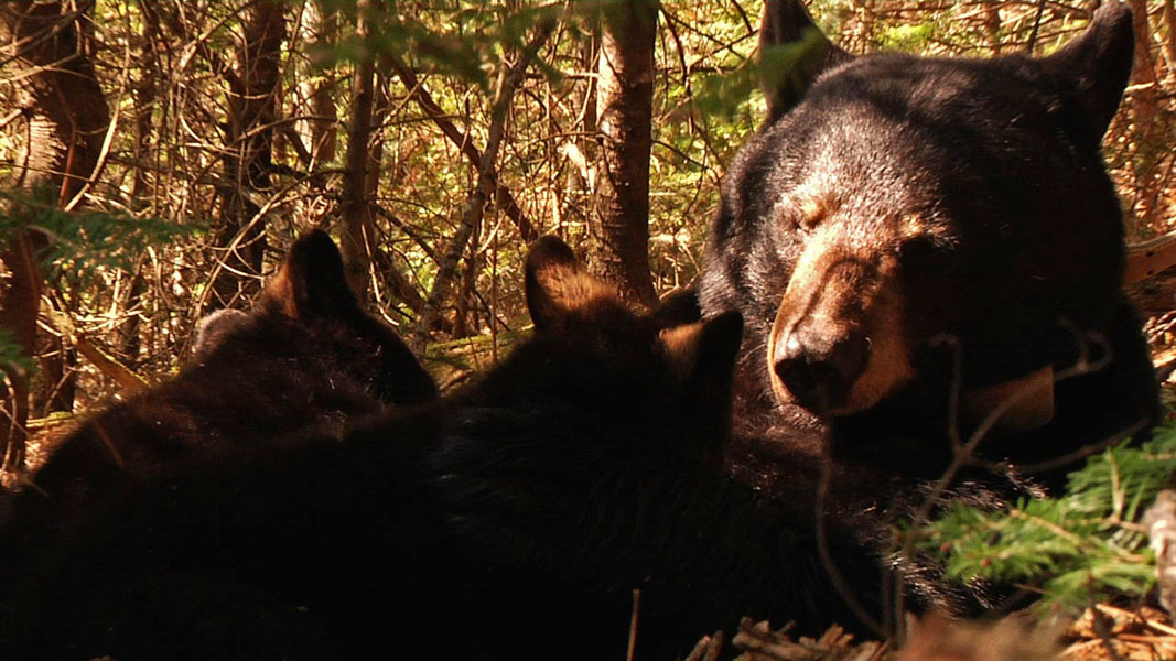 June_and_cubs_-_20110517