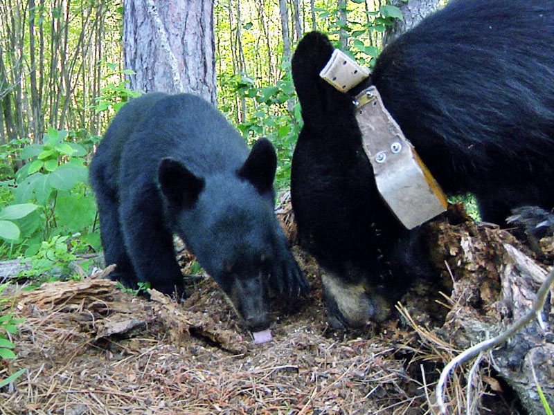 June_and_male_cub_-_20110803