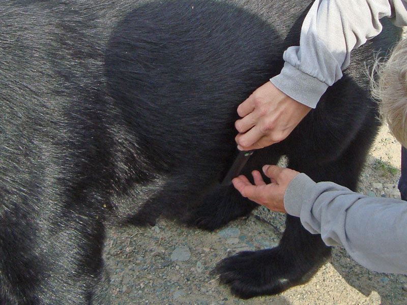 June_belly_scan_20110808