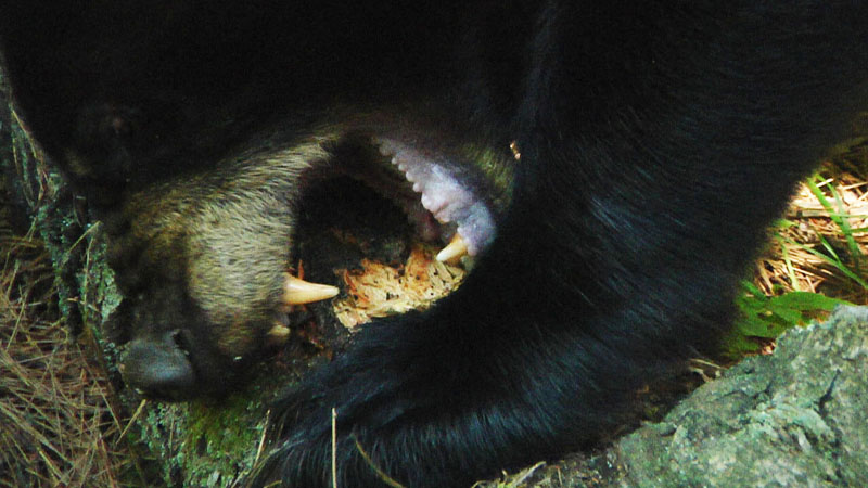 June_biting_log_20110803