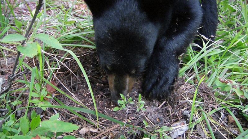June_cub_ants_20110803