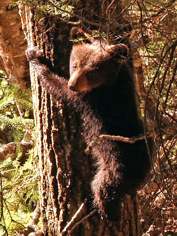 June_cub_coming_down_-_20110517