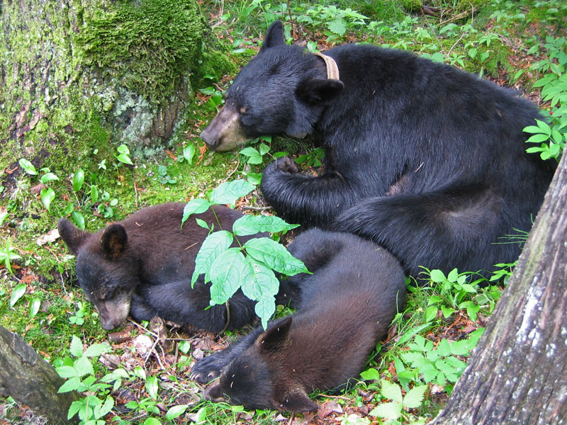 June, Pete, and George sleep - July 5, 2005