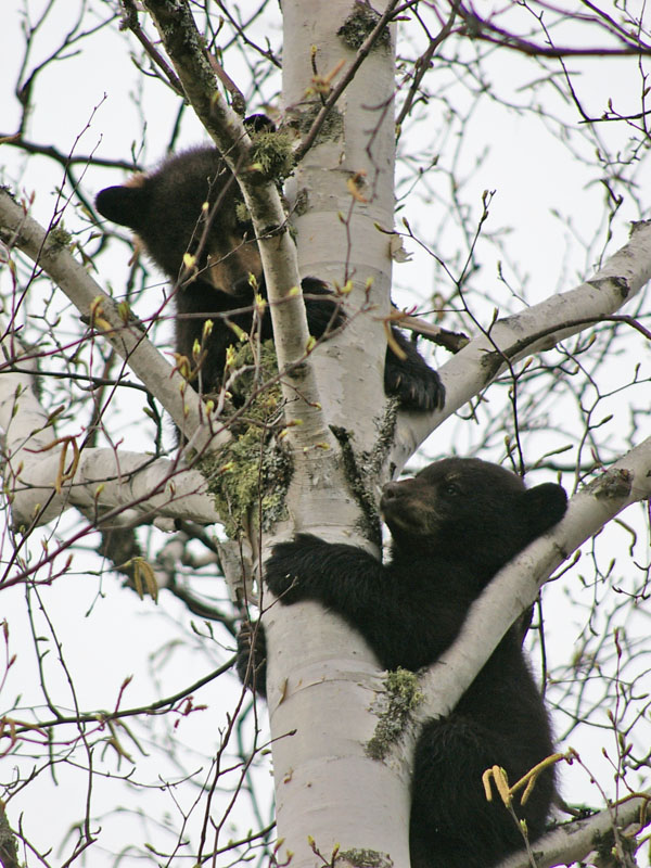 June_cubs_cropped_-_20110509