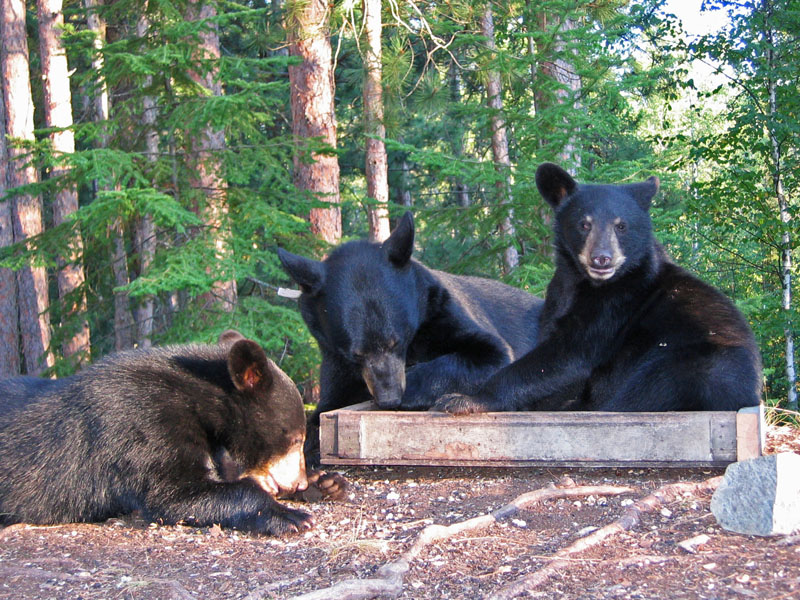 June and cubs at feeder - August 16, 2005