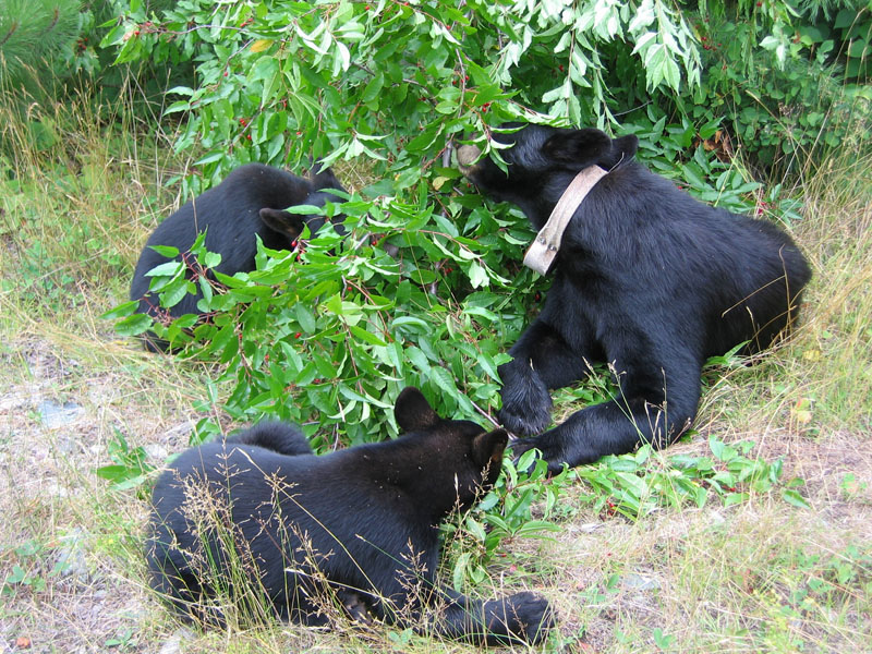 June and cubs feed on pincherry - July 26, 2005