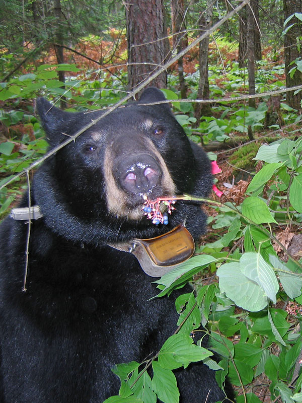 June eating round-leaf dogwood - Aug 30, 2005