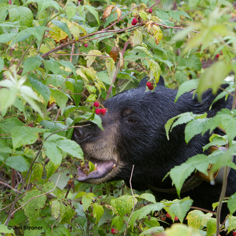 June_eating_raspberries_-_20110812