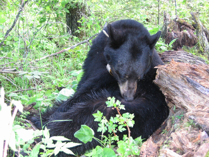 June grooming - June 6, 2005