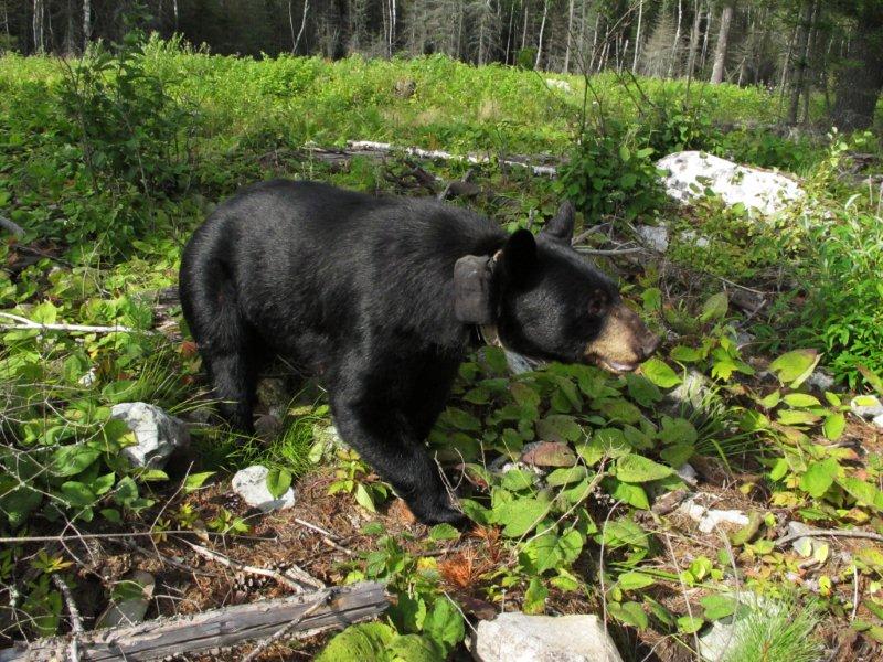 June_in_clearcut_8-11-11