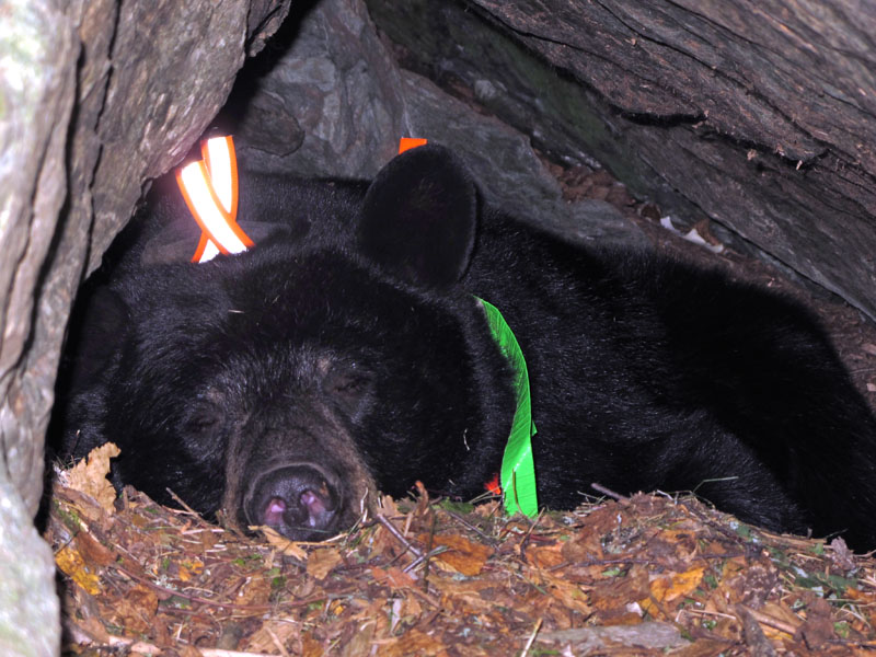 June returned to her den - Sept 11, 2012