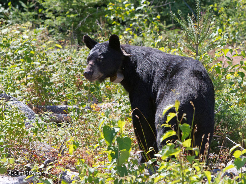 June_in_hot_sun_-_20110731