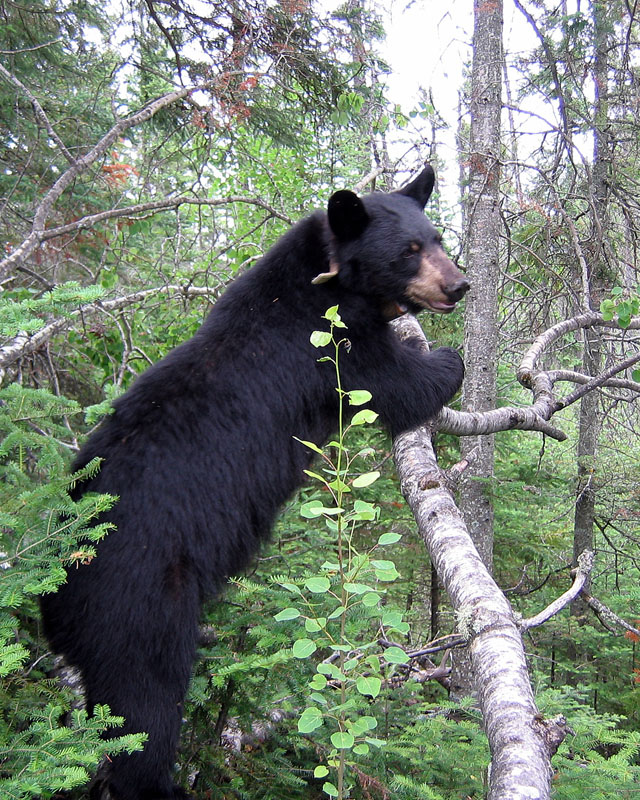 June leaning on tree - June 28, 2005