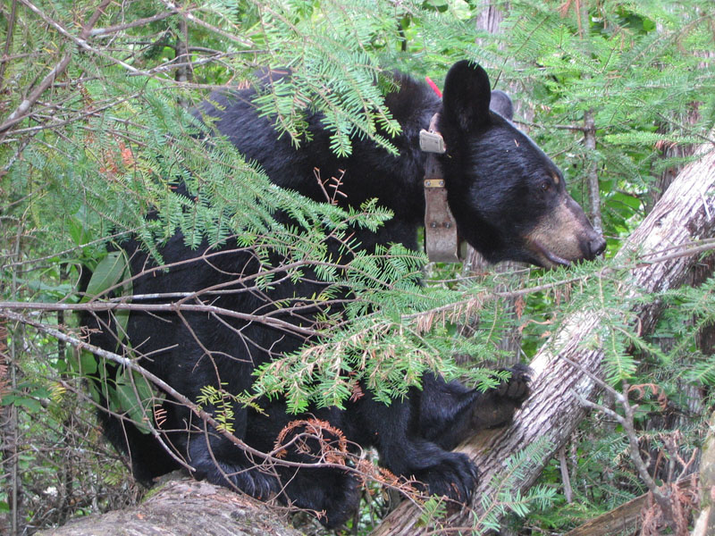 June sitting on a log - March 9, 2012