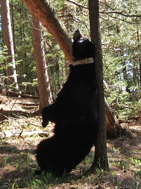 June_marking_-_20110517