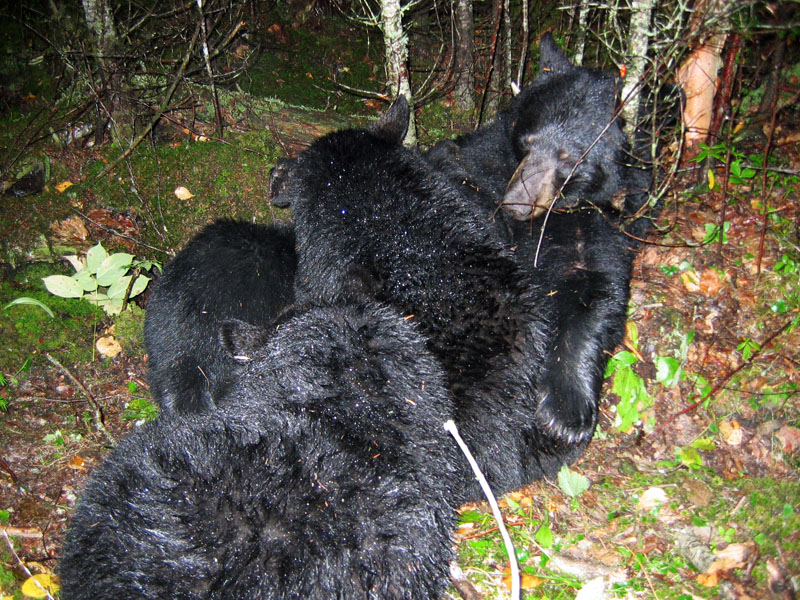 June nursing cubs - Sept 24, 2005