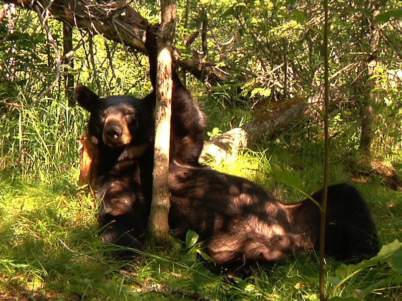 June_reclines_-_20110716