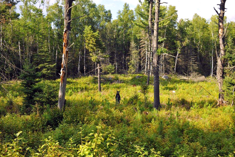 June standing in raspberry patch - July 30, 2012