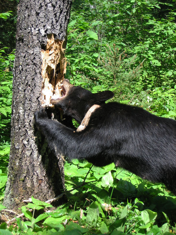 June tearing at tree - July 12, 2005