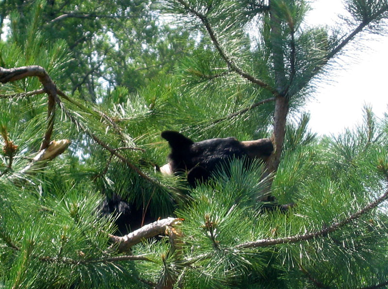June reaches for a branch - July 15, 2004