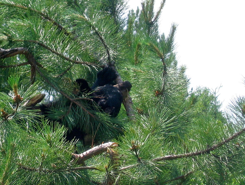 June pulls branch back until it breaks - July 15, 2004