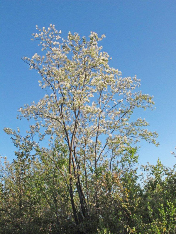 Juneberry_-_20110526