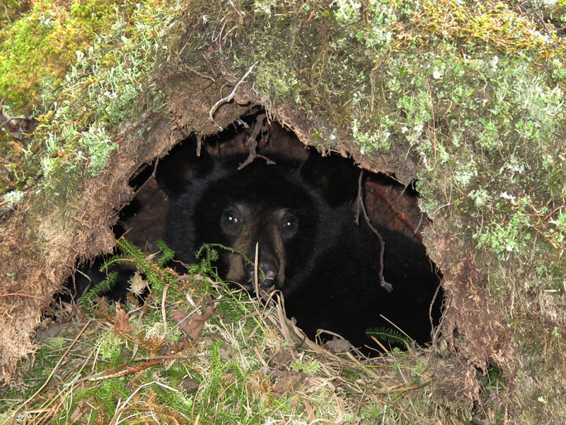 Junes cub_in_den_-_20111018