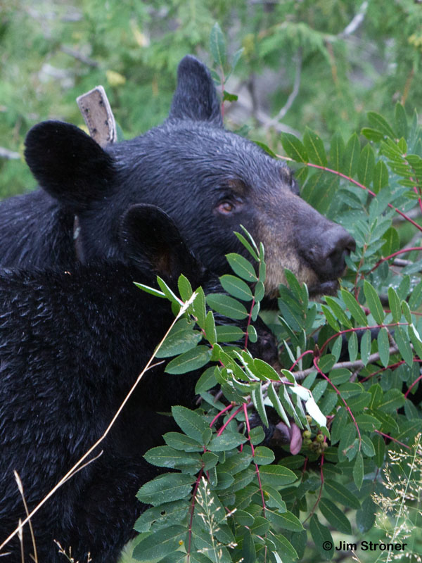Junes_cub_licking_mt_ash_berries_-_20110812