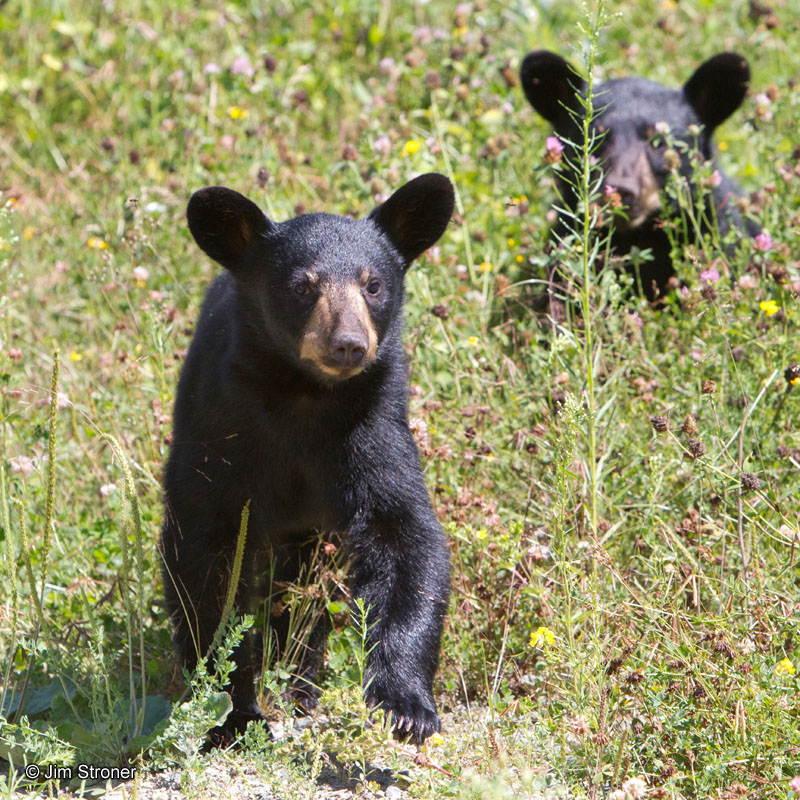 Junes_cubs_in_sun_-_20110731