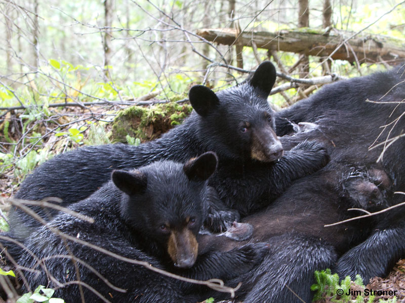 Junes_cubs_nursing_-_20110812
