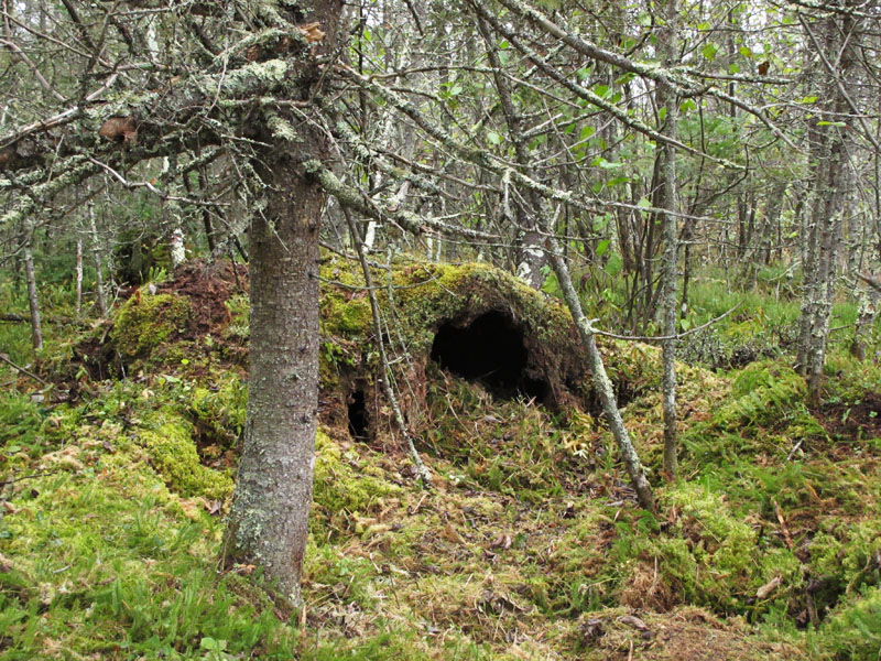 Junes den_-_20111018