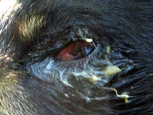 Junes_eye_-_20110725