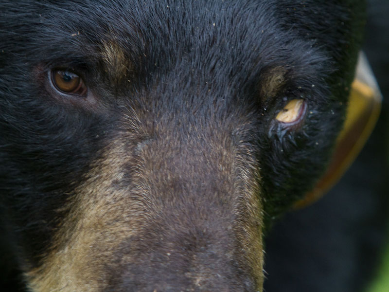 Junes_eye_-_20110730