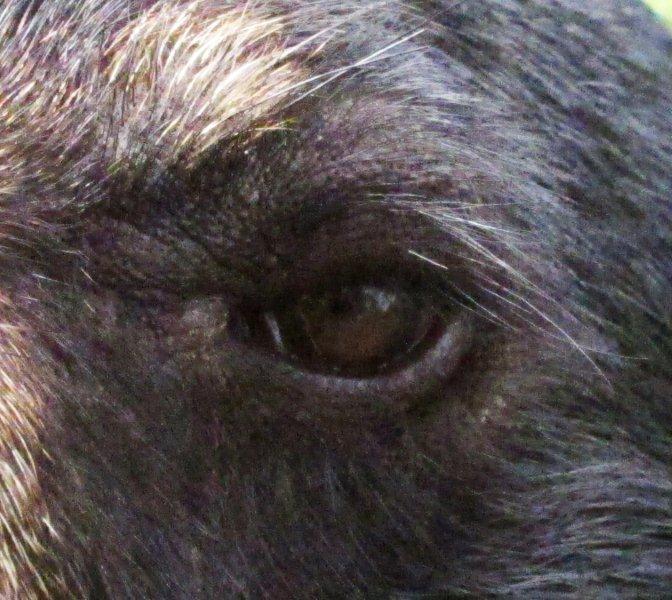 Junes_eye_8-11-11